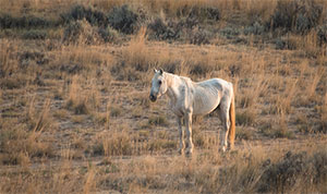 "Wild Horses color #2697"