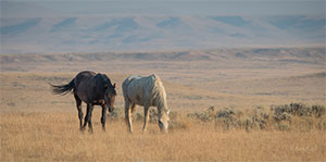 "Wild Horses color #2943"