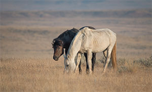 "Wild Horses color #292"