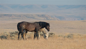 "Wild Horses color #2986"