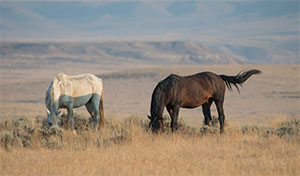 "Wild Horses color #2881"