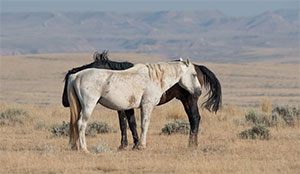 "Wild Horses color #3044"