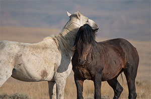 "Wild Horses color #3056"