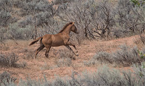 "Wild Horses color #3325"