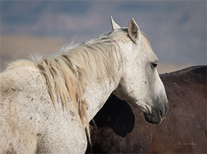 "Wild Horses color #3063"