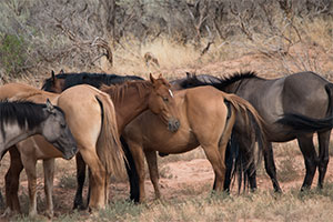 "Wild Horses color #3488"