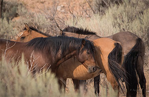 "Wild Horses color #3433"