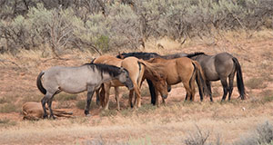 "Wild Horses color #3486"