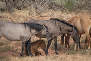 "Wild Horses color #3474"