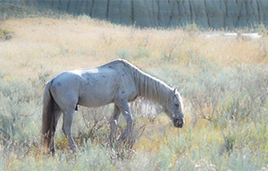 "Wild Horses color #4318"