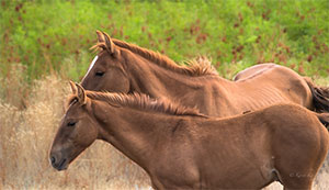 "Wild Horses color #3522"