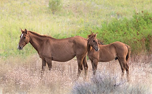 "Wild Horses color #3513"