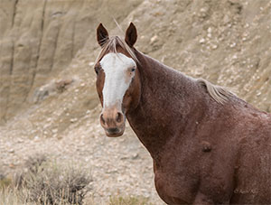 "Wild Horses color #3852"