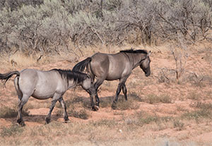 "Wild Horses color #3508"