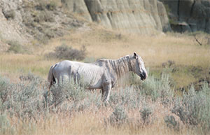 "Wild Horses color #4022"
