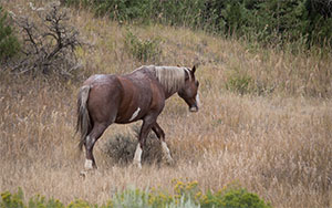 "Wild Horses color #65"