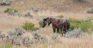 "Wild Horses color #3905"