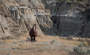 "Wild Horses color #4062"