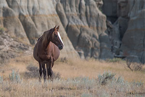 "Wild Horses color #4075"