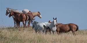 "Wild Horses color #4479"