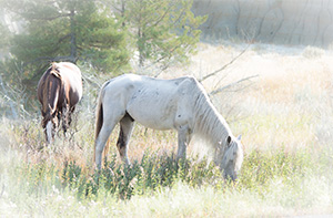 "Wild Horses color #4351"