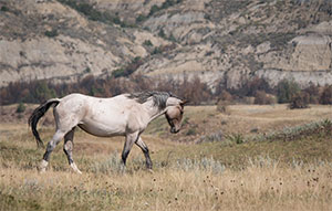 "Wild Horses color #4831"