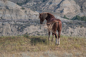 "Wild Horses color #4566"
