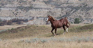 "Wild Horses color #4978"