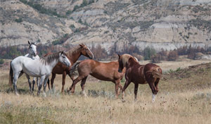 "Wild Horses color #4983"