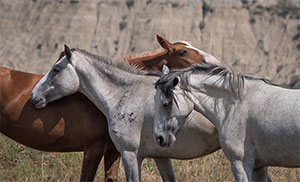 "Wild Horses color #5062"