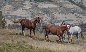"Wild Horses color #5311"