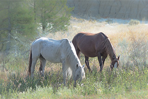 "Wild Horses color #4353"