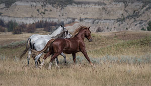 "Wild Horses color #5338"