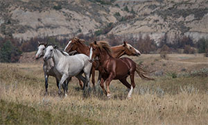 "Wild Horses color #5325"