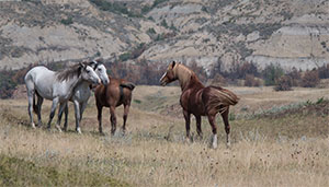 "Wild Horses color #5318"