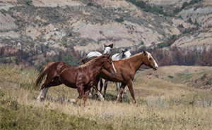 "Wild Horses color #5315"