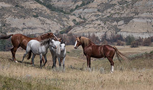 "Wild Horses color #5321"