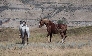 "Wild Horses color #5344"