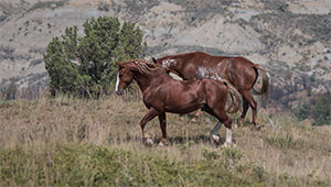 "Wild Horses color #5408"