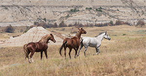 "Wild Horses color #5413"