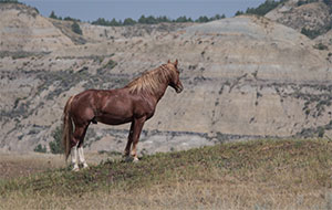 "Wild Horses color #5349"