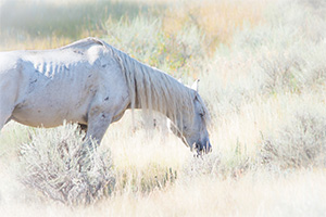 "Wild Horses color #4389"