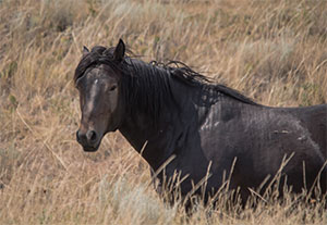 "Wild Horses color #5475"