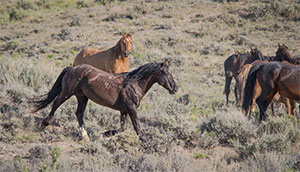 "Wild Horses color #9872"