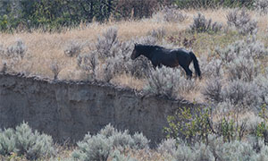 "Wild Horses color #5504"