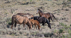 "Wild Horses color #9891"