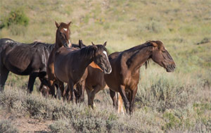 "Wild Horses color #9881"