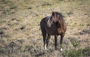 "Wild Horses color #9885"