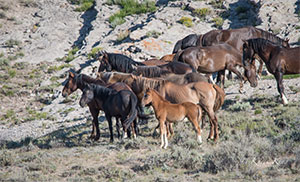 "Wild Horses color #9931"