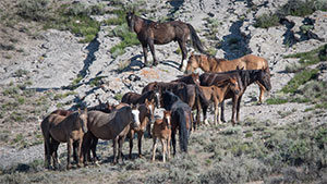 "Wild Horses color #9981"